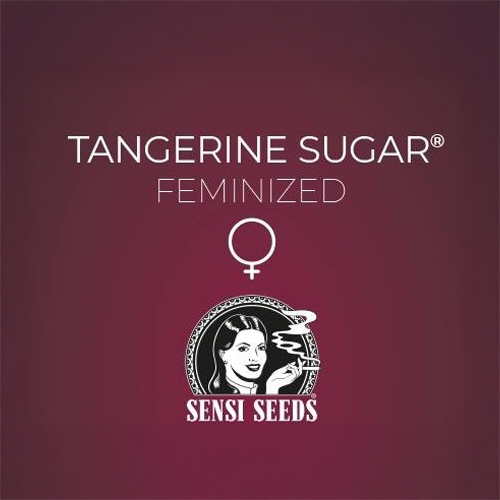 Sensi Seed, Tangerine Sugar®, 3 Seeds, Feminized-SEED334-Sensi Seeds_3.jpg