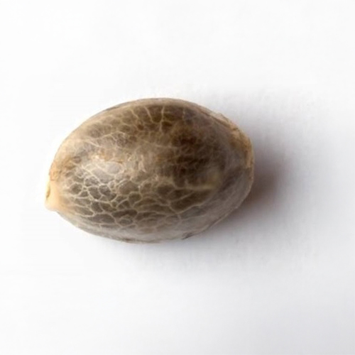 Sensi Seed, California Indica®, 3 Seeds, Feminized-SEED321-Sensi Seeds_5.jpg