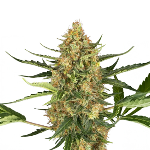Sensi Seed, Blueberry Bubblegum, 3 Samen, fem.auto