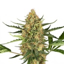 Sensi Seed, Blueberry Bubblegum, 3 Samen, fem.auto