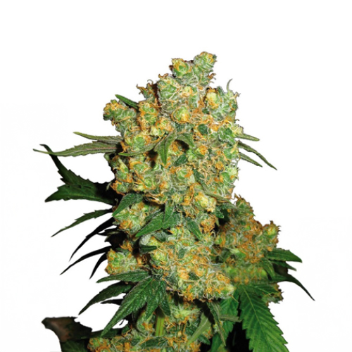 [SEED301] Sensi Seed, Big Bud®, 3 Seeds, Feminized