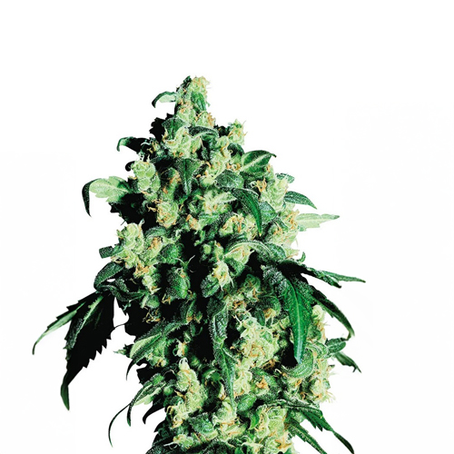 Sensi Seed, Super Skunk®, 3 Samen, feminisiert