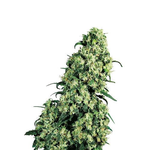 Sensi Seed, Skunk No1®, 3 Samen, feminisiert