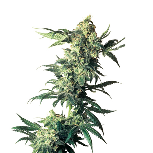 [SEED311] Sensi Seed, Northern Lights®, 3 Samen, feminisiert