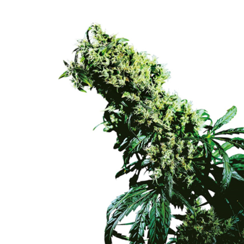 Sensi Seed, NL5 x Haze®, 3 Samen, fem.