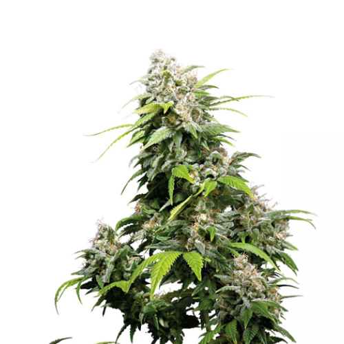 [SEED321] Sensi Seed, California Indica®, 3 Samen, feminis.