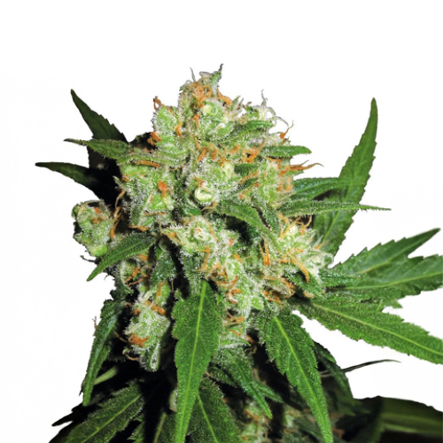 Sensi Seed, Sensi Skunk®, 3 Seeds, Feminized