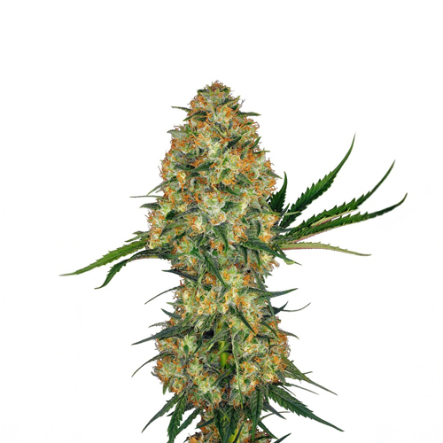 [SEED319] Sensi Seed, Hindu Kush®, 3 Seeds, Feminized
