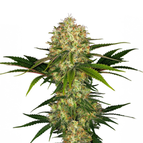 Sensi Seed, Afghani #1®, 3 Samen, feminisiert