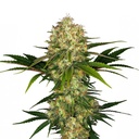 Sensi Seed, Afghani #1®, 3 Seeds, Feminized