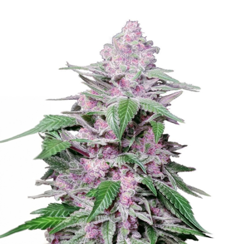 Sensi Seed, Purple Cookie Kush, 3 Seeds, Fem.