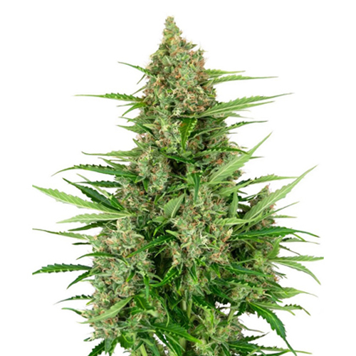 [SEED17AU] Sensi Seed, Double Kush Cake, 3 Samen, fem. autofl