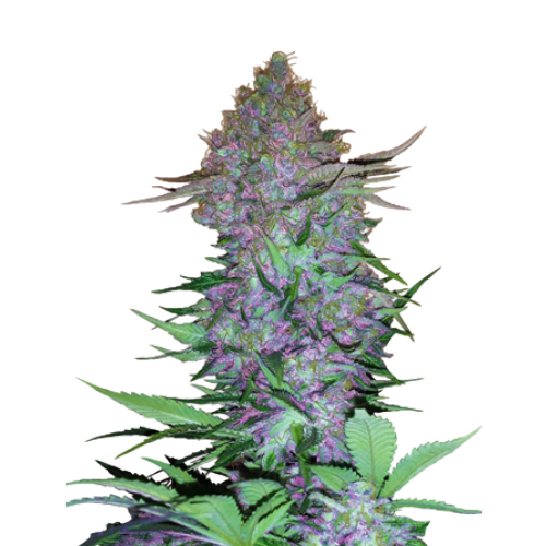 [SEED13AU] Sensi Seed, Purple Skunk, 3 Seeds, Fem. Autofl