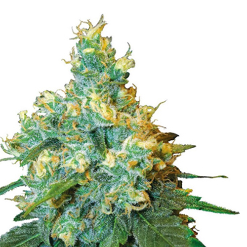 [SEED317] Sensi Seed, Jack Herer®, 3 Seeds, Feminized