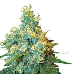 [SEED317] Sensi Seed, Jack Herer®, 3 Seeds, Feminized