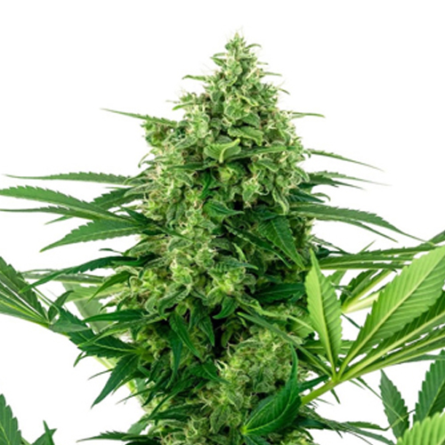 Sensi Seed, Banana Frosting, 3 Samen, feminisiert