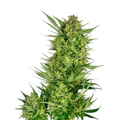[SEED314] Sensi Seed, Buttercream Gelato, 3 Seeds, Feminized