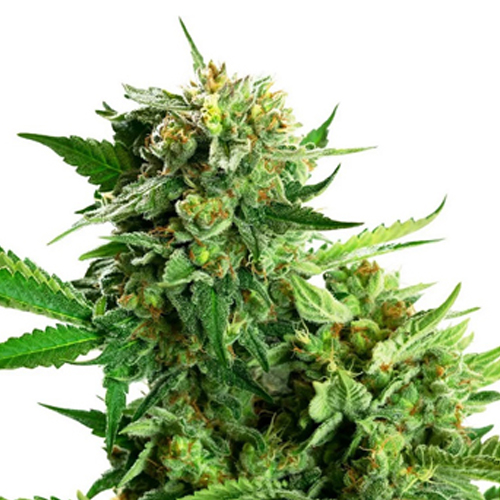 [SEED315] Sensi Seed, Blackberry Cake, 3 Samen, feminis.