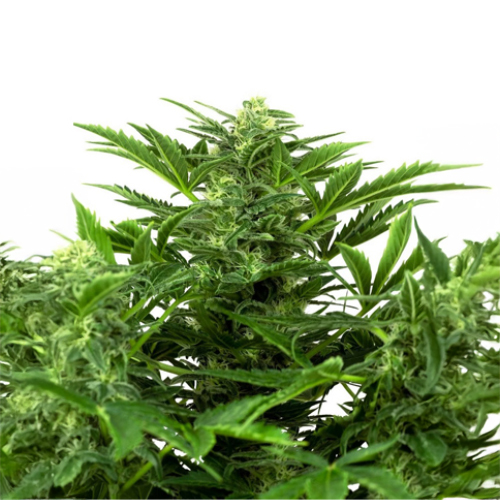 [SEED18AU] Sensi Seed, Mandarine P., 3 Seeds, Fem. Autoflow.