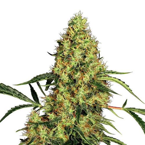 [SEEDMEX] Sensi Seed, Mexican Sativa®, 3 Seeds, Feminized