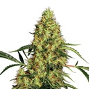 Sensi Seed, Mexican Sativa®, 3 Samen, feminis.