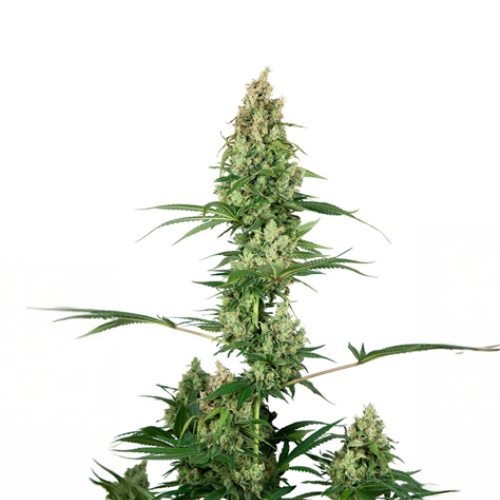 [SEED326] Sensi Seed, Silber Fire®, 3 Seeds, Feminized