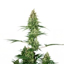 Sensi Seed, Silber Fire®, 3 Samen, feminisiert