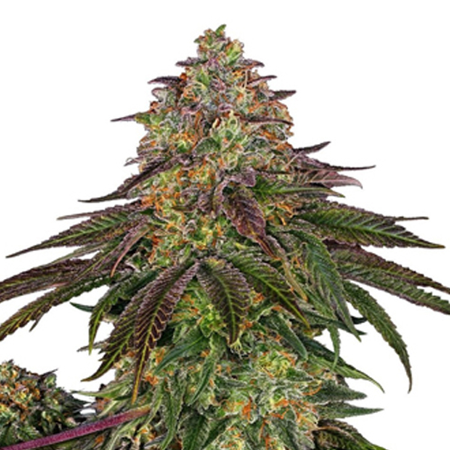 [SEED335] Sensi Seed, Sweet Cherry Kush®, 3 Seeds, Feminized