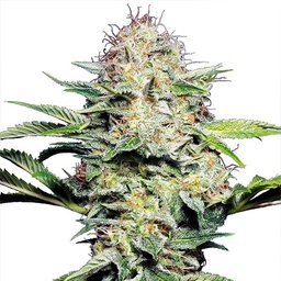 [SEED04AU] Sensi Seed, Sensi Skunk Auto®, 3 Seeds, Fem.auto