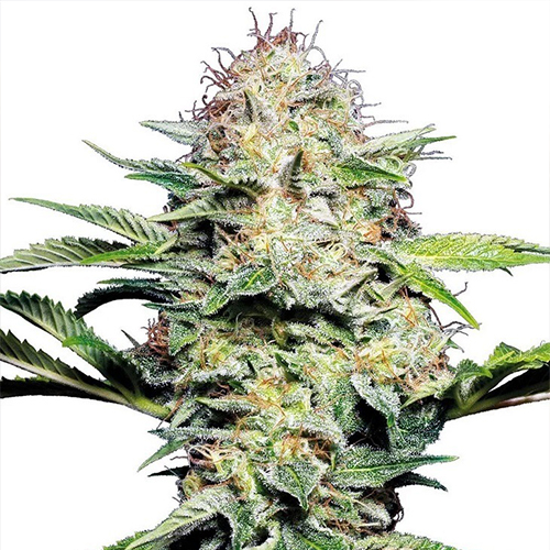 [SEED04AU] Sensi Seed, Sensi Skunk Auto®, 3 Seeds, Fem.auto