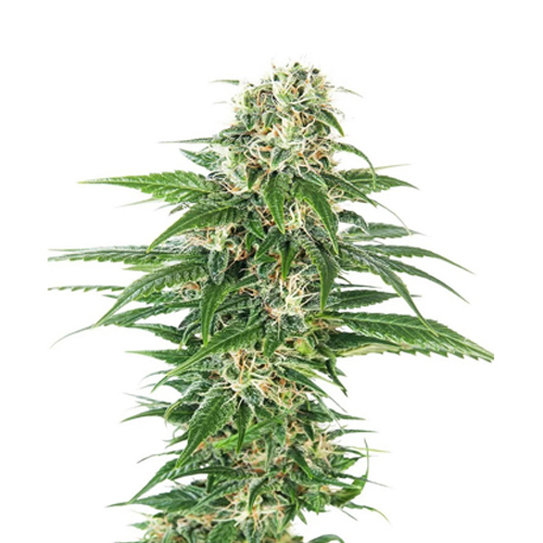 [SEED07AU] Sensi Seed, Early Skunk Autom®, 3 Samen, fem.auto