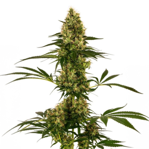 [SEED10AU] Sensi Seed, Blue Bullet Auto®, 3 Seeds, Fem. Auto.