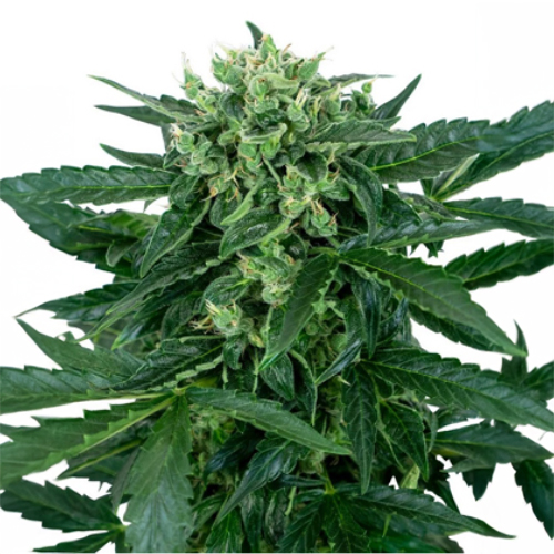 [SEED11AU] Sensi Seed, Sensi Amnesia Auto, 3 Seeds, Fem.auto