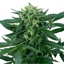Sensi Seed, Sensi Amnesia Auto, 3 Seeds, Fem.auto