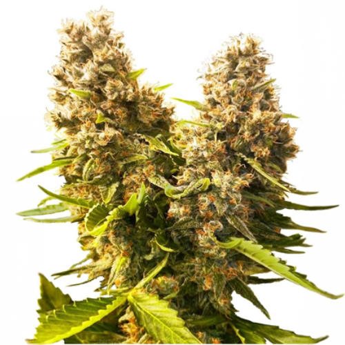 [SEED12AU] Sensi Seed, Banana Kush Cake, 3 Samen, fem.autofl.