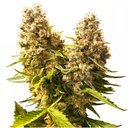 Sensi Seed, Banana Kush Cake, 3 Seeds, Fem.autofl.