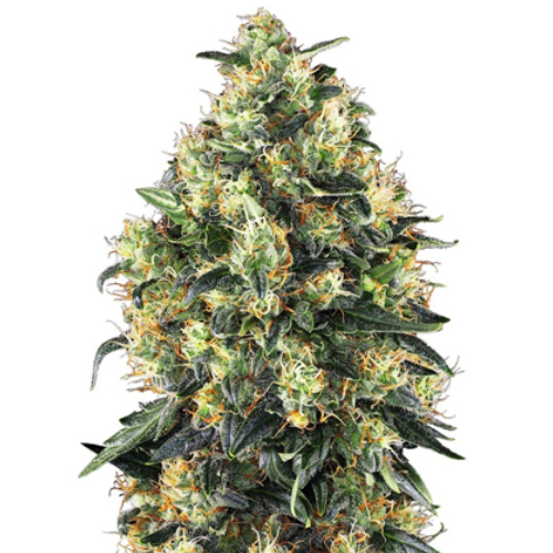 Sensi Seed, Super Skunk Automat, 3 Seeds, Fem.auto