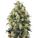 Sensi Seed, Super Skunk Automat, 3 Seeds, Fem.auto