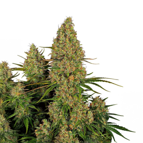 Sensi Seed, Sticky Orange XXL, 3 Seeds, Fem.autom.