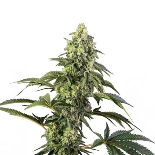 Sensi Seed, Cosmic Kiss, 3 Seeds, Feminized