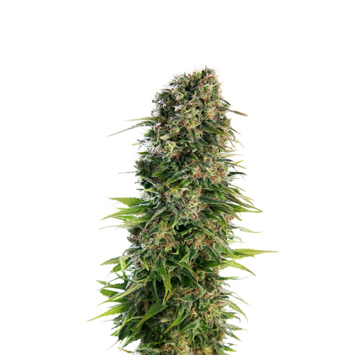 Sensi Seed, Hindu Kush Automa®, 3 Seeds, Fem.auto