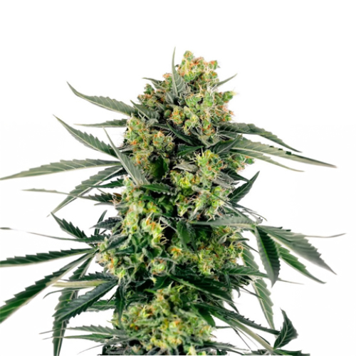 Sensi Seed, Blueberry Candiez, 3 Samen, fem.autom.