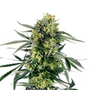 Sensi Seed, Blueberry Candiez, 3 Samen, fem.autom.