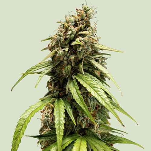 [RQS202A] Royal Queen Seeds, ORION F1, 3 Seeds, Fem.auto