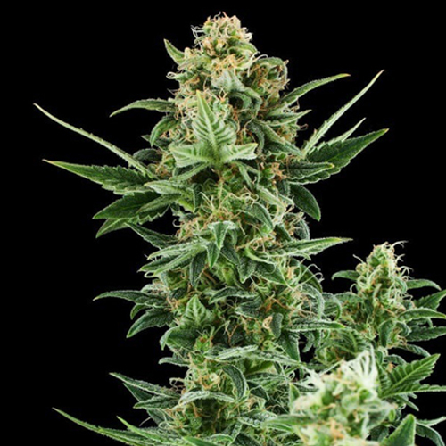 [RQS001A] Royal Queen Seeds, Royal Dwarf, 3 Samen, fem.auto