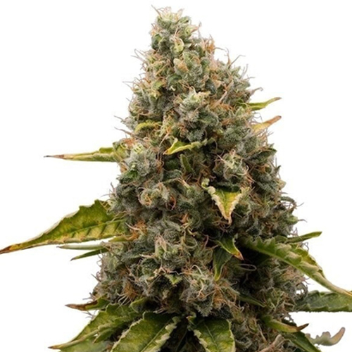 [RQS002F] Royal Queen Seeds, White Widow, 3 Seeds, Fem