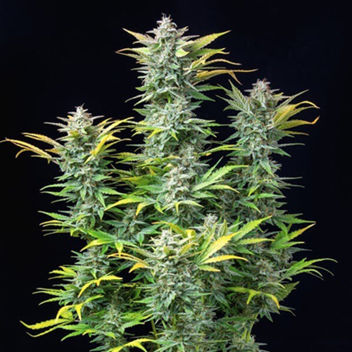 [RQS003A] Royal Queen Seeds, Quick One, 3 Samen, f.auto
