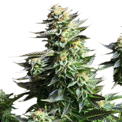 [RQS006F] Royal Queen Seeds, AMNESIA HAZE, 3 Seeds, Fem.