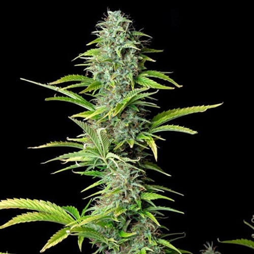 [RQS007A] Royal Queen Seeds, Northern Light, 3 Seeds, F.auto