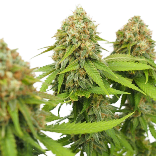 [RQS010F] Royal Queen Seeds, CRITICAL, 3 Seeds, Feminized